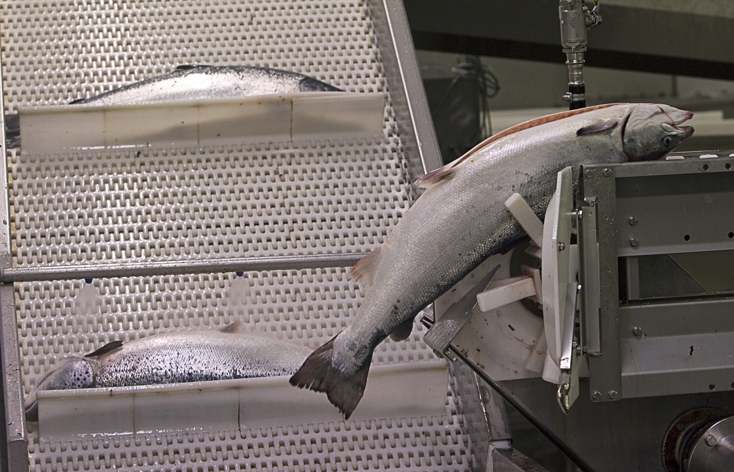 Stor studie: Økt oppdrett fører til mer oppdrettsgener i villaksen 