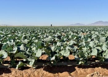 (+) Nyttårsintervju med Ole Kristian Sivertsen!