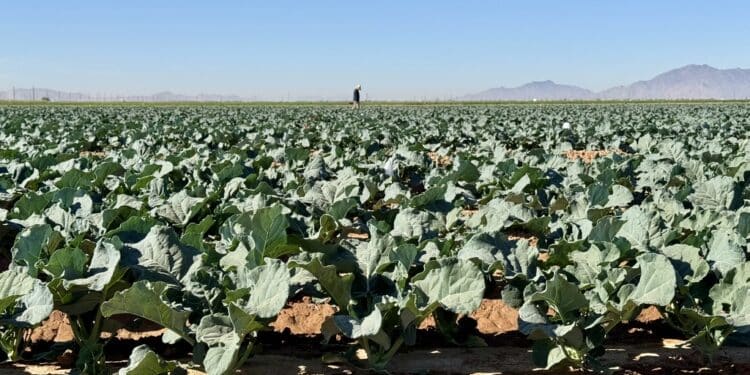 (+) Nyttårsintervju med Ole Kristian Sivertsen!