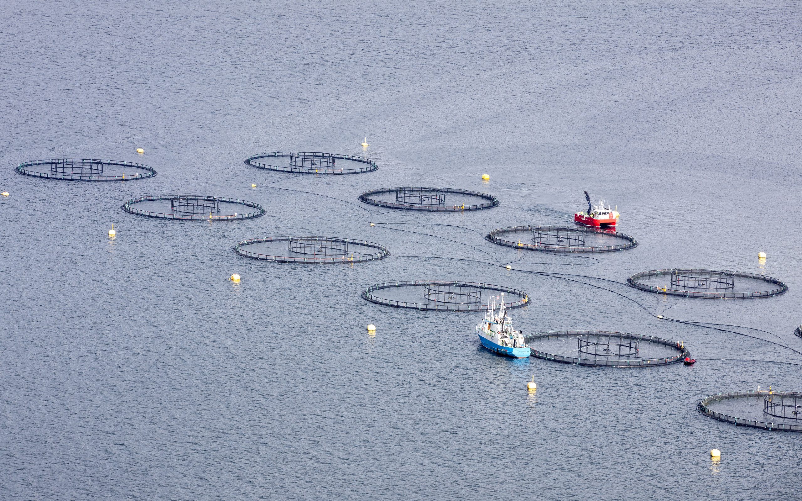 Rekordhøy laksepris før påske