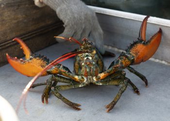 (+) Hummer og kanari, eller Champagne og Burgund?