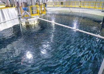 Salmon Evolution avslutter rekordår med sterk kvartalsrapport