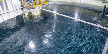 Salmon Evolution avslutter rekordår med sterk kvartalsrapport