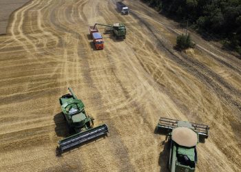 Går mot rekordavling av hvete i India