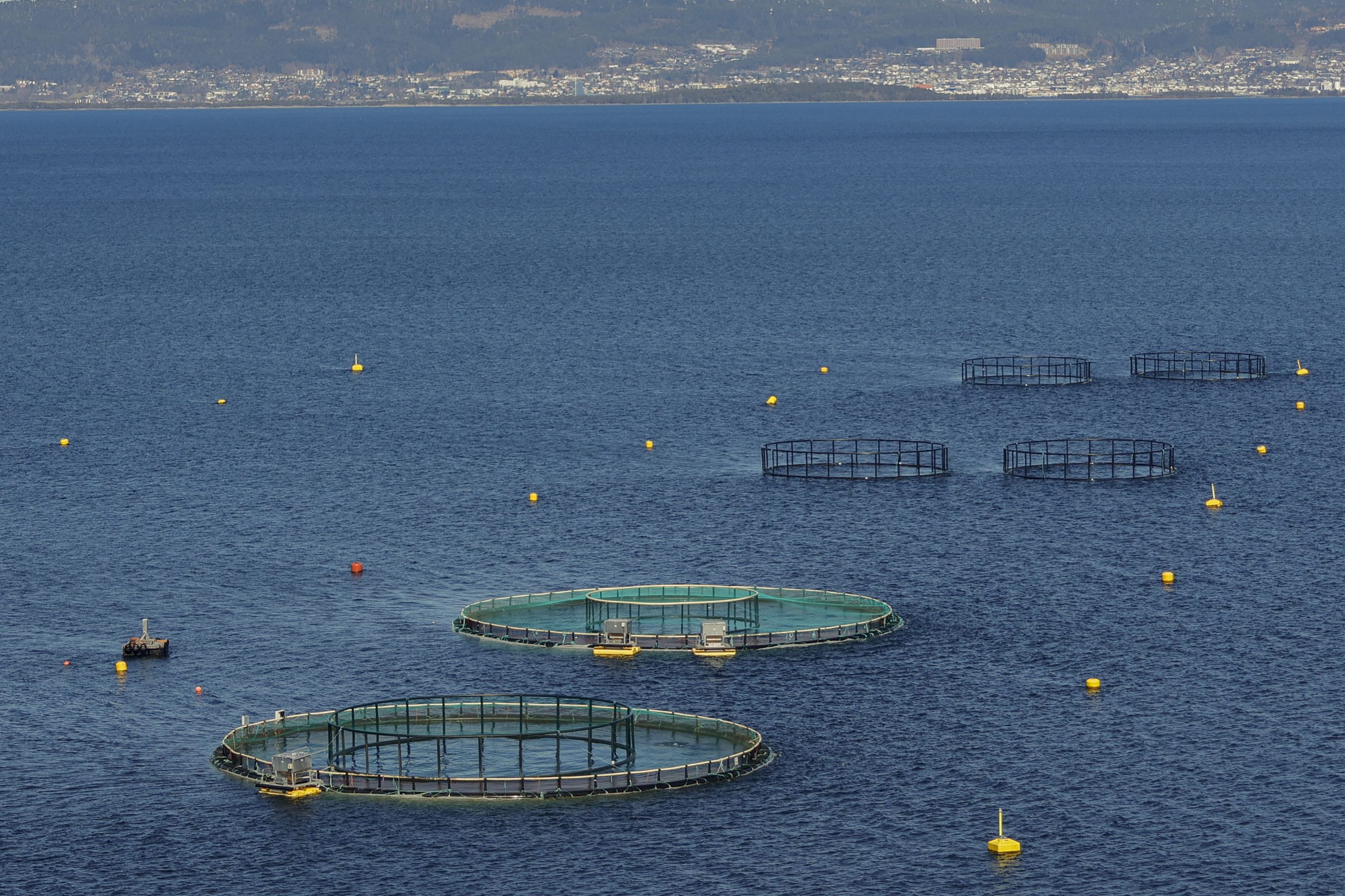 Grieg Seafood leverer bedre driftsresultatet enn ventet