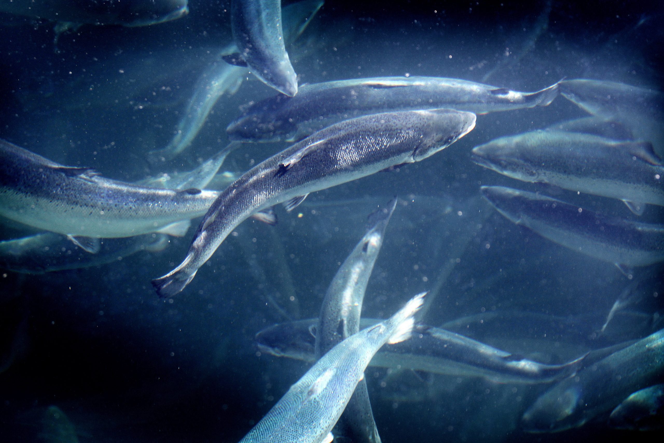 Oppdrettere tapte mot staten – slipper ikke inn i Høyesterett