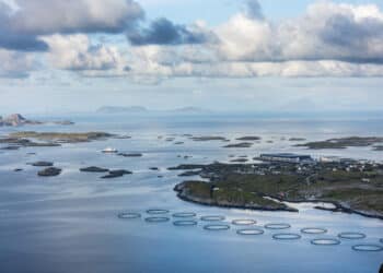 Svak nedgang i laksedød ved oppdrettsanlegg i sjøen