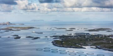 Svak nedgang i laksedød ved oppdrettsanlegg i sjøen