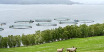 Måsøval AS inngår avtale med Nordic Halibut AS for videre drift av Pure Norwegian Seafood AS