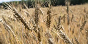 Landbruksekspert spår krise i norsk landbruk