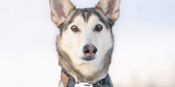 Kan nok kapital gjøre LilDog til tech-eventyr?