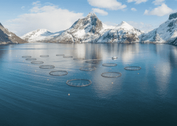 Fremtiden for Lakseaksjer: En Analyse av Potensiale og Utfordringer