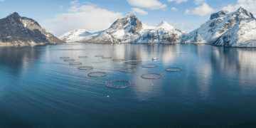 Fremtiden for Lakseaksjer: En Analyse av Potensiale og Utfordringer