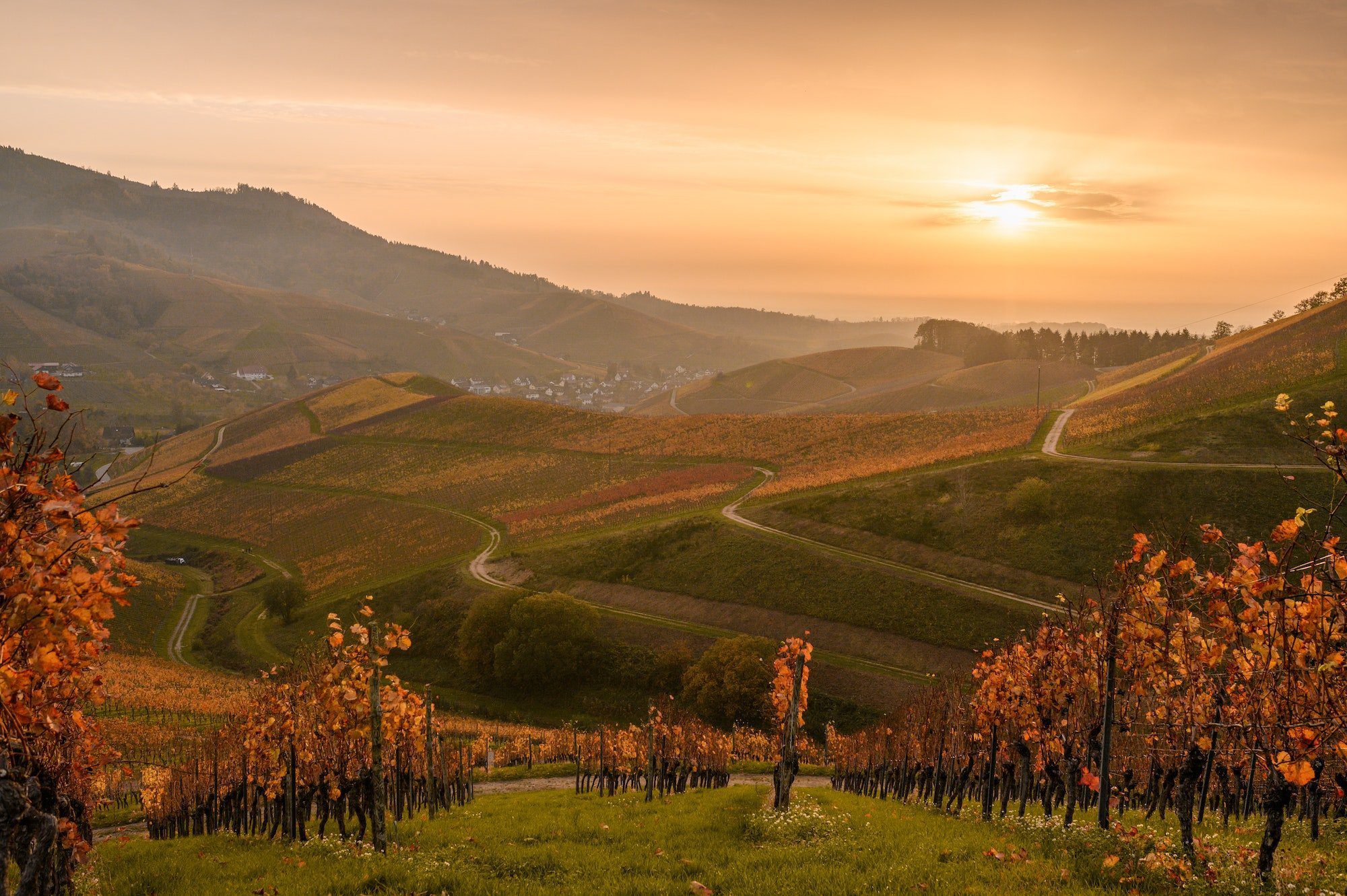 Beautiful golden sunset in the wine yards. Indian summer in mountains