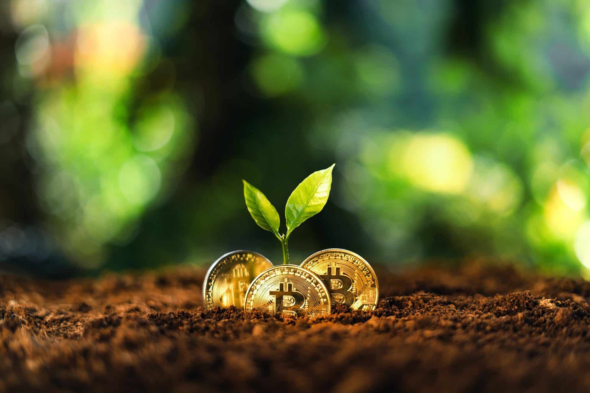 Bitcoin growth, Bitcoin coins on the ground and leaves grow.