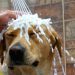Dog in the shower