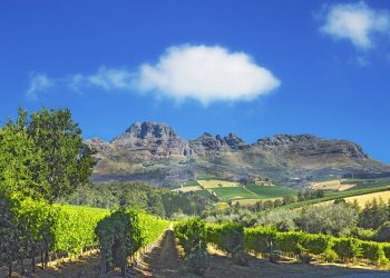 Photo from wineyards of the Stellenbosch district , Western Cape Province, South Africa.