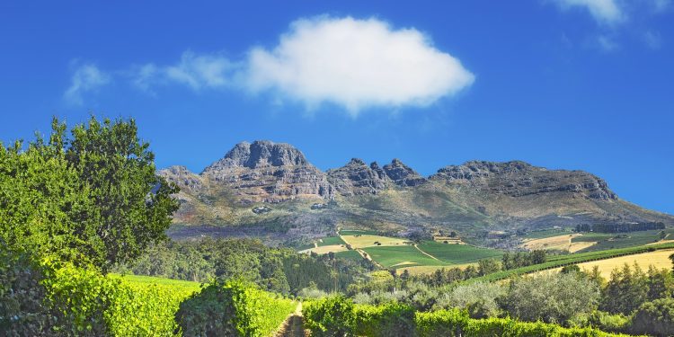 Photo from wineyards of the Stellenbosch district , Western Cape Province, South Africa.