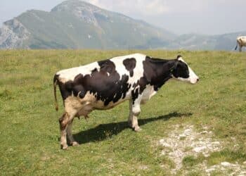 Når naturen må vike for kjemien