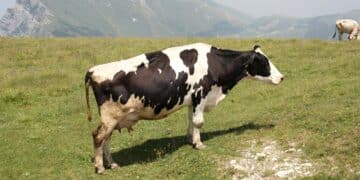 Når naturen må vike for kjemien