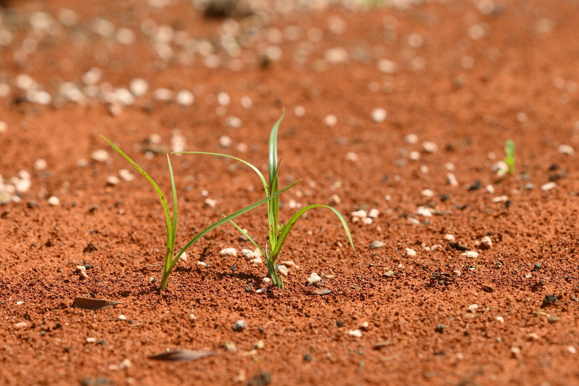 Solitary green plants growing on red desert